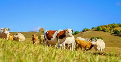 85年属牛转大运  85年属牛运势会变成什么样