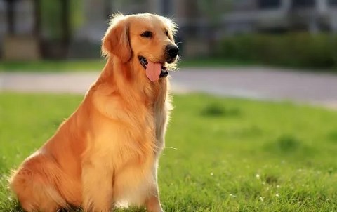 属狗上等出生日 属狗上等出生日详解