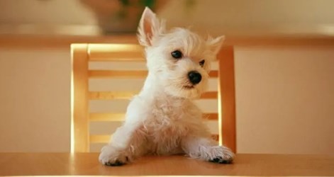 94年属狗生2024年龙宝宝 94年属狗生2024年龙宝宝好吗