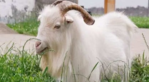 2023年属羊人好运绵延遇事呈祥 2023年属羊人好运绵延遇事呈祥是真的吗