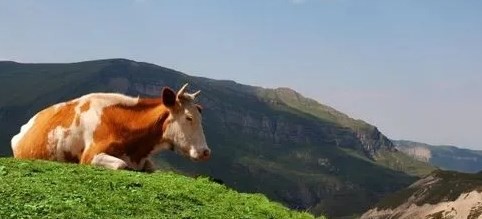 2023年属牛人好运绵延遇事呈祥 2023年属牛人好运绵延遇事呈祥是真的吗