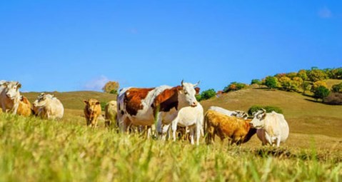 属牛的和什么属相最配相克 属牛的和什么属相最配相克详解