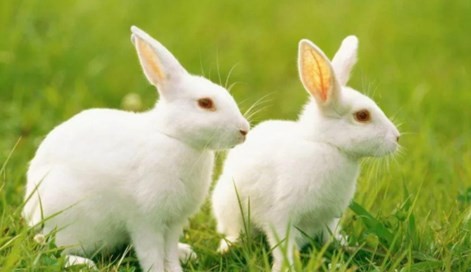 属兔最吉利的小名 属兔最吉利的小名详解